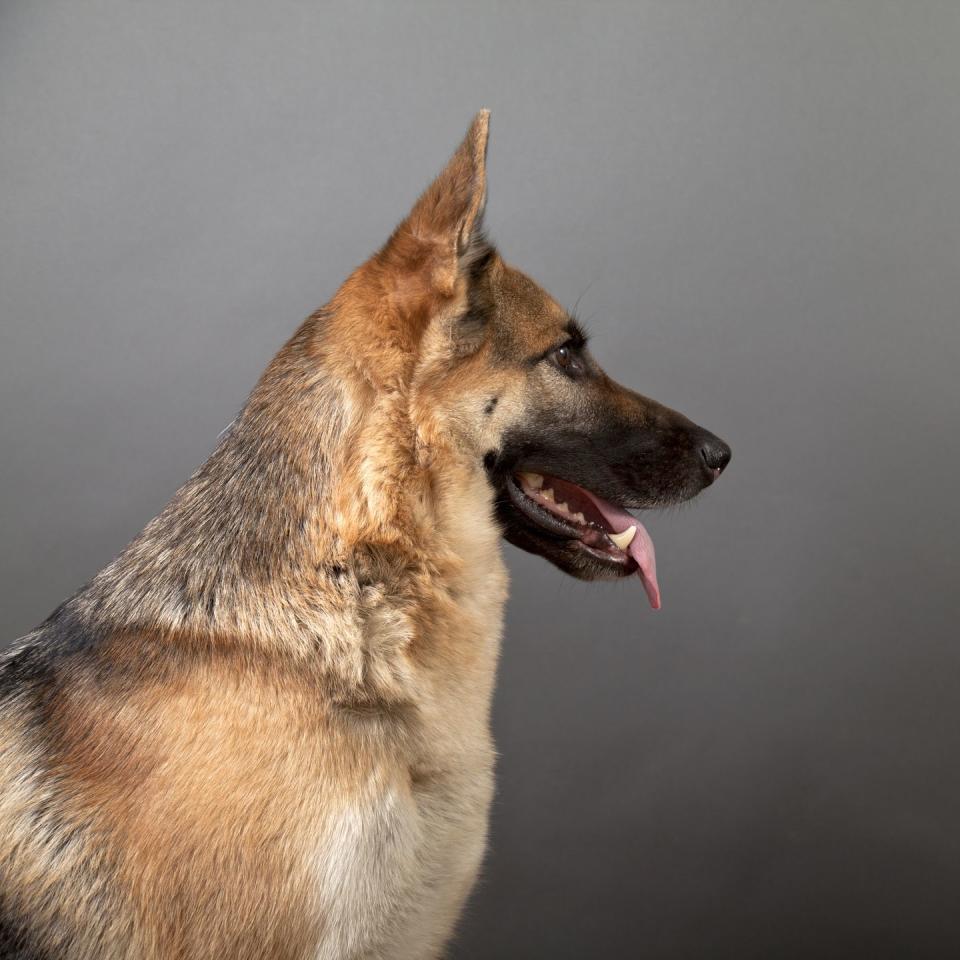 8) German Shepherd