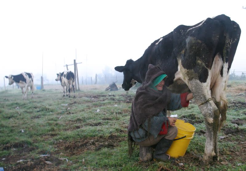 Foto de archivo. Una mujer ordeña una vaca en El Rosal, departamento de Cundinamarca