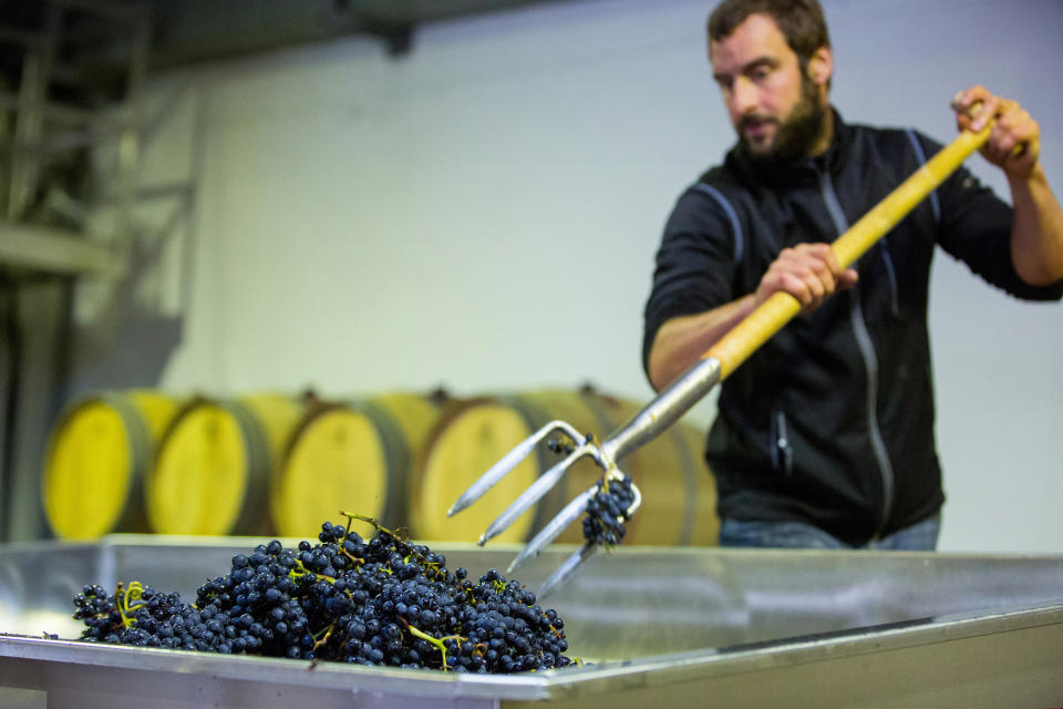 A vintner uses a pitchfork to load pinot noir&nbsp;grapes into a crushing machine.