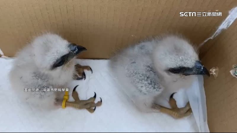 發現鳥巢要通報專業單位，切忌擅自移動。（圖／高雄市野鳥學會）