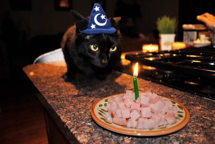 6. Your Cat Gets Birthday Parties