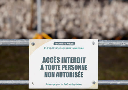 Signs which read, "Farm area under health surveillance - Entry Forbidden" are pictured at the entrance of ducks farm in Bourriot Bergonce, southwestern France, January 7, 2017, after France ordered a massive culling of ducks in three regions most affected by a severe outbreak of bird flu as it tries to contain the virus which has been spreading quickly over the past month. REUTERS/Regis Duvignau