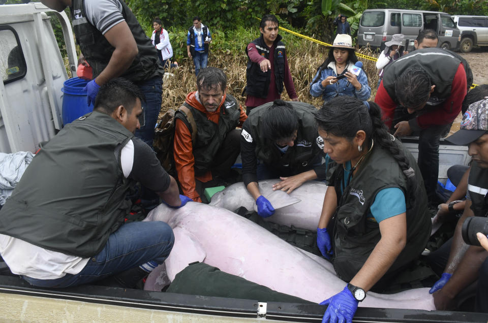 Biólogos y activistas medioambientales se preparan para trasladar a dos delfines rosados al río Isiboro, en las afueras de Villa Tunari, Bolivia, el viernes 24 de mayo de 2024. Una hembra y su cría de siete meses fueron rescatadas de un arroyo con bajo caudal donde quedaron atrapadas por un mes. (Daniel James/Los Tiempos vía AP)