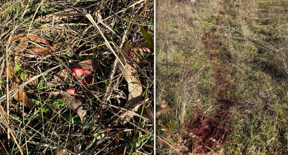 Left - close up of the kangaroo teeth on the grass. Right - a blood trail.