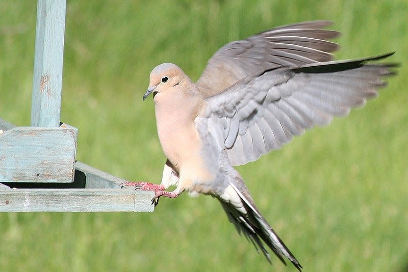 Wichita Falls has been asked to help pay costs to prevent collisions between Mourning Doves and planes at the Sheppard Air Force Base runways.