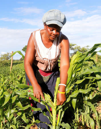 Small scale farmer Mutale Sikaona examines maize plants affected by armyworms in Keembe district, Zambia, January 6, 2017. Picture taken January 6, 2017. REUTERS/Jean Mandela