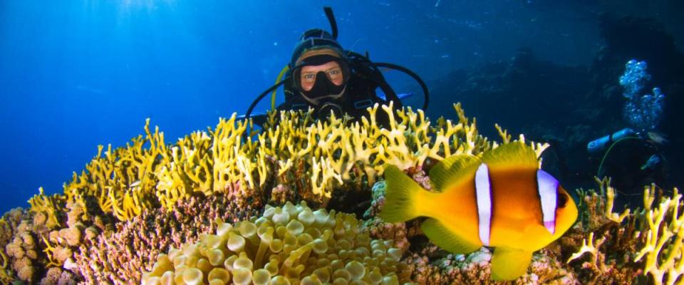 Adventure while diving. Beautiful colorful reefs of the Red Sea. Ras Mohammed. Egypt, Red Sea.