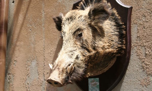 Boar