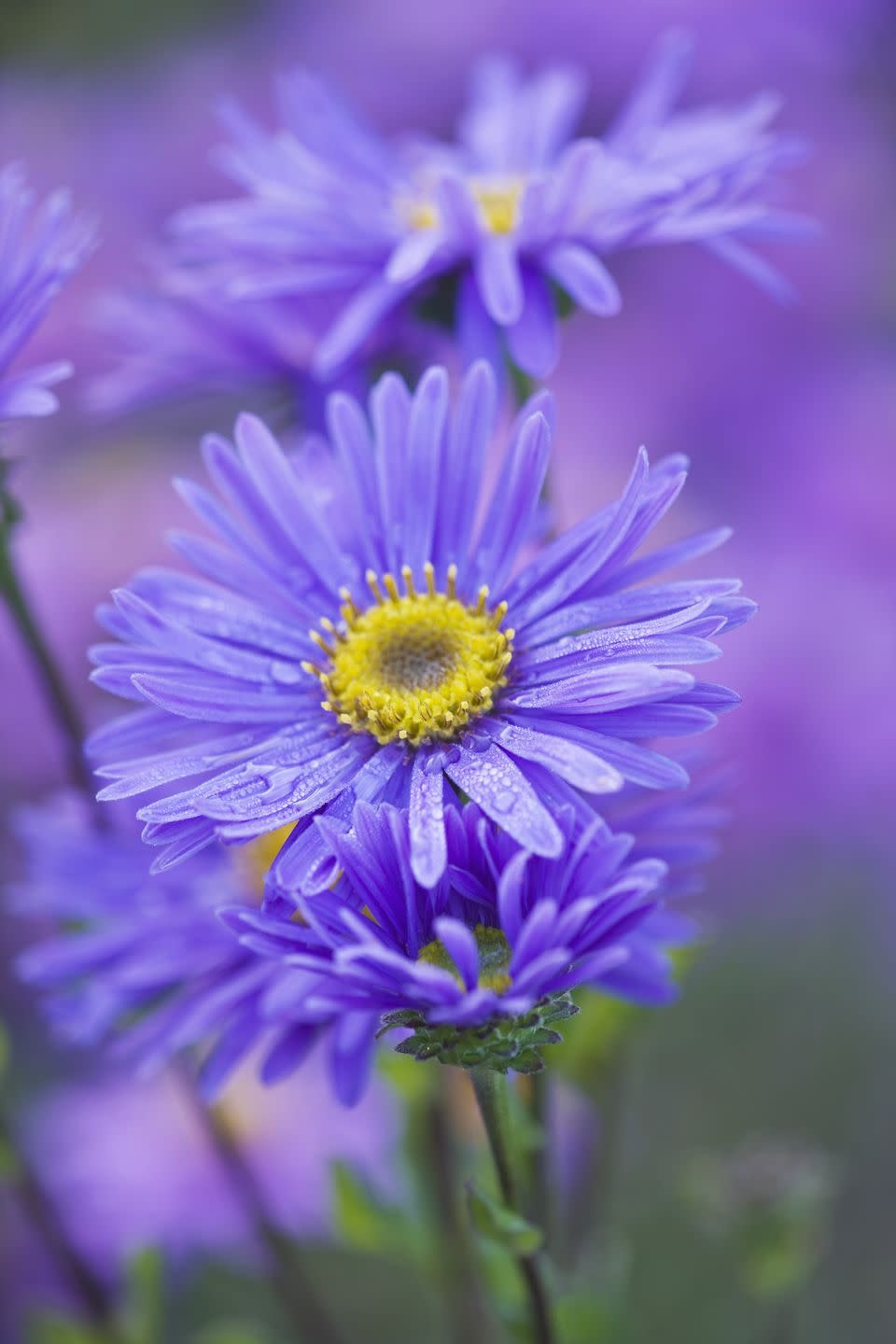 Purple Asters