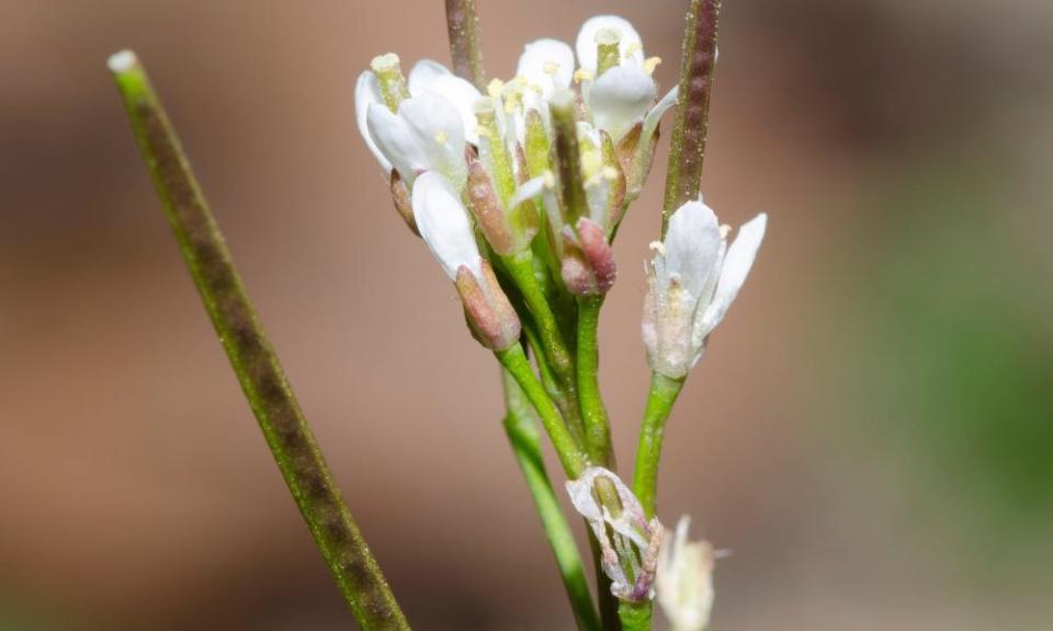 Hairy Bittercress.