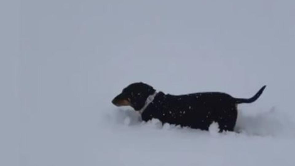 A sausage dog makes its way through the snow in Oberon. Picture: Sky