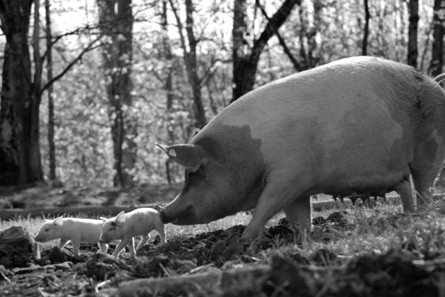 forest animal clipart black and white pig