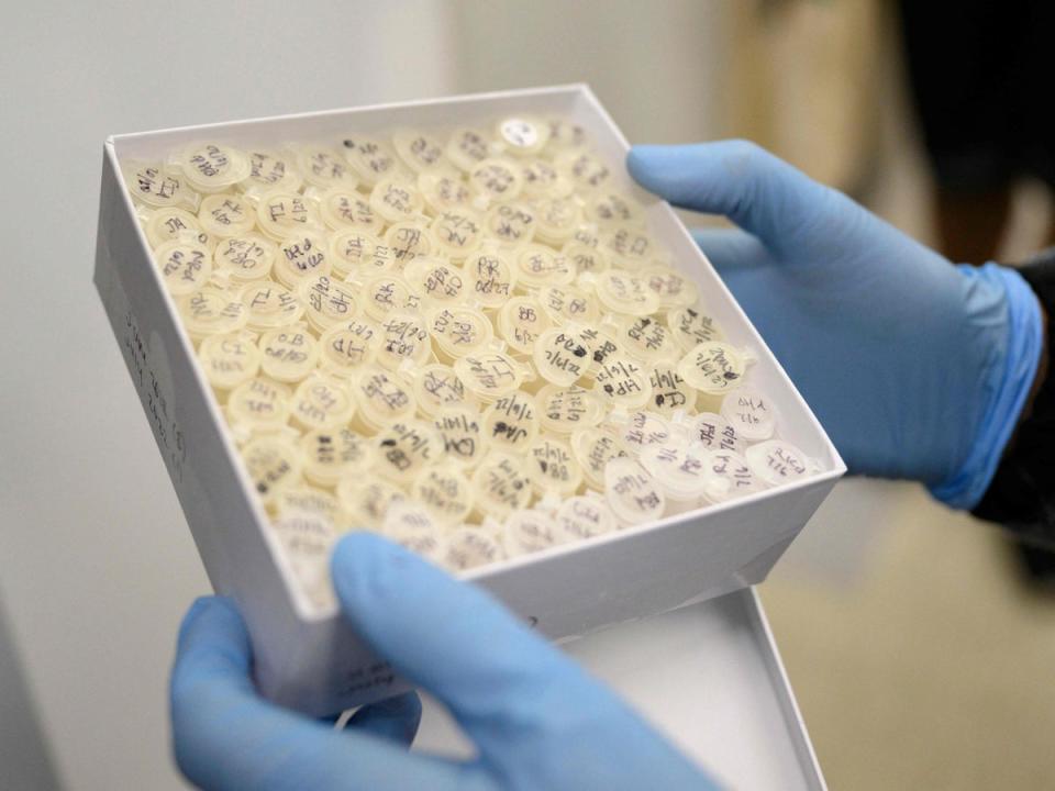 La profesora Mónica Trujillo sostiene muestras de aguas residuales en un laboratorio del Queens College el 25 de agosto de 2022, en Nueva York (AFP via Getty Images)