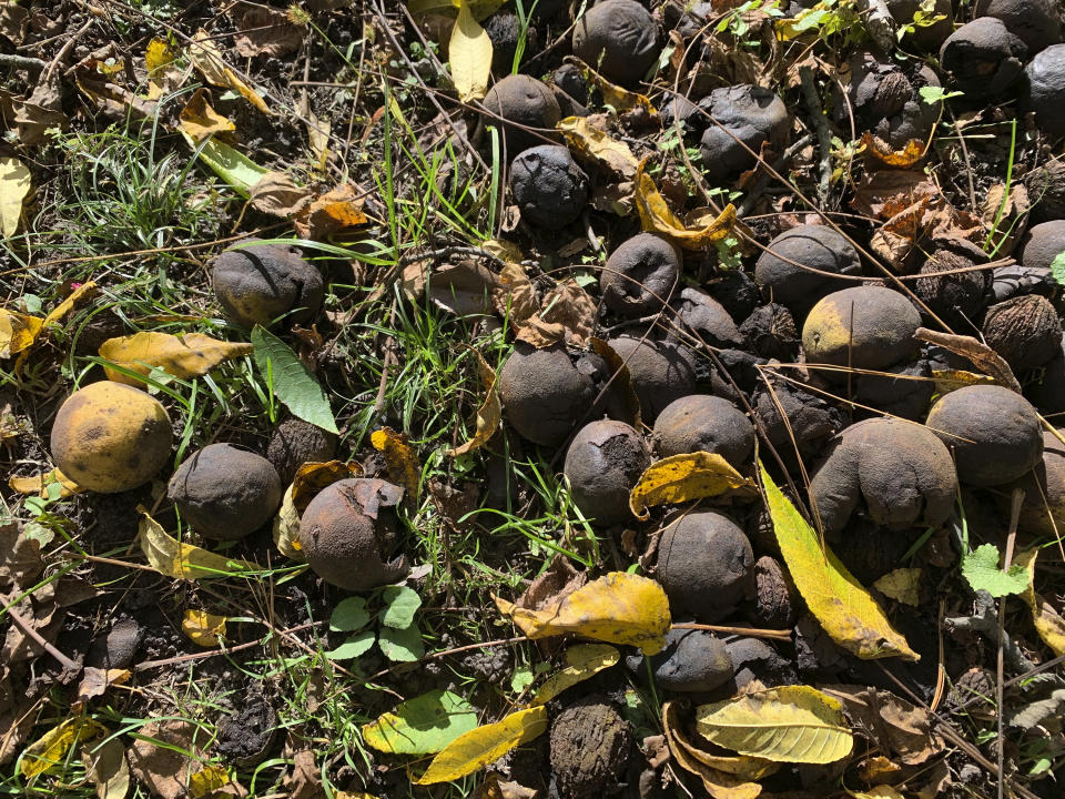 This Oct. 22, 2023 image provided by Julia Rubin shows black walnuts under a tree in Westchester, NY. Walnut and other fruit- and nut-bearing trees produce bumper crops every two or more years in tandem with other trees of their same species in a particular region. No one really knows why. (Julia Rubin via AP)