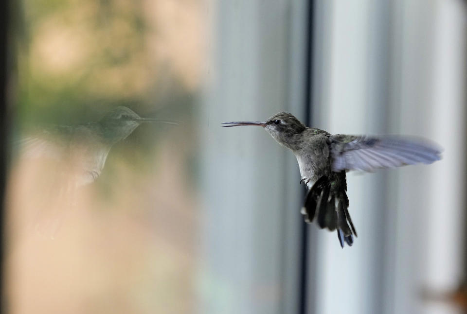 Un colibrí vuela dentro del apartamento que Catia Lattouf ha convertido en una clínica improvisada para estos pájaros diminutos en la Ciudad de México, el lunes 7 de agosto de 2023. (AP Foto/Fernando Llano)