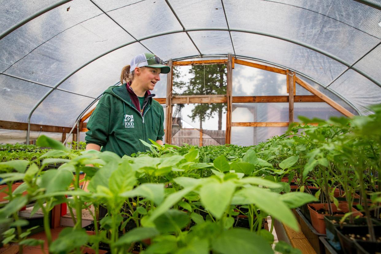 Emily Johnson, assistant coordinator at Food for Lane County’s GrassRoots Garden, looks over tomato starts in the garden's greenhouse in Eugene Tuesday, May 2, 2023.