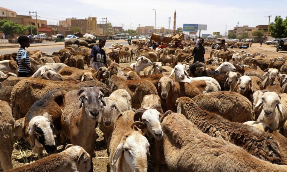 Sheep at market