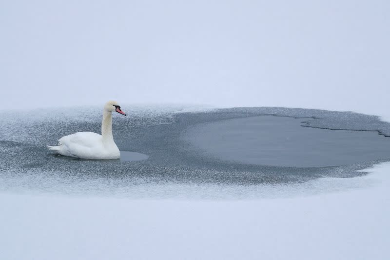 A swan is seen on ice near the bank of a water reservoir outside Ostroh