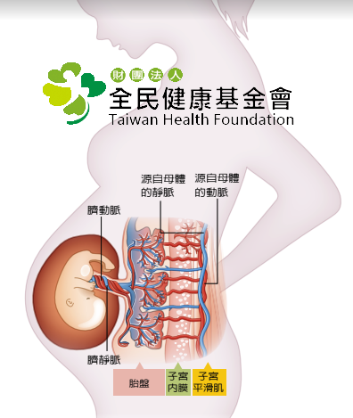 母親懷胎時，以臍帶連接胎兒與母體，母親透過臍靜脈將養分、氧氣供給胎兒。