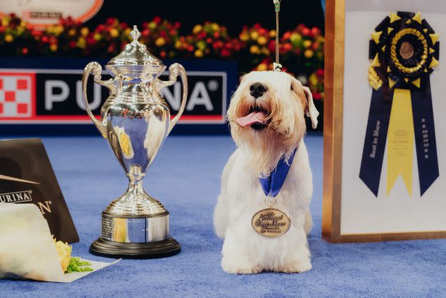<p>Purina</p> Stache the Sealyham Terrier with his prizes for his Best in Show at the 2023 National Dog Show