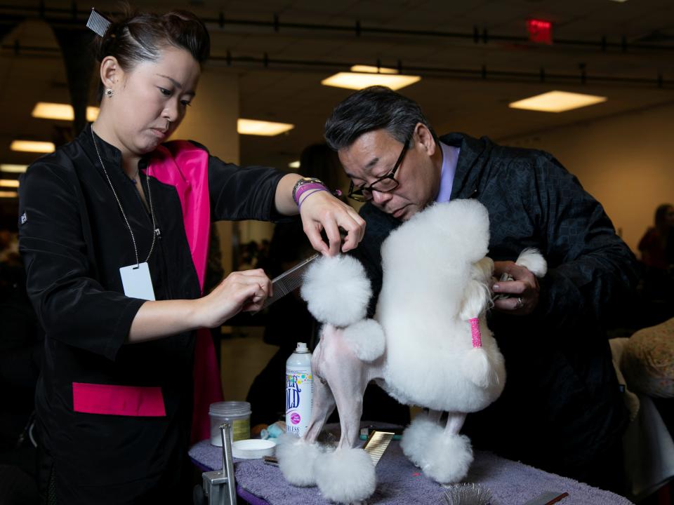 Final grooming for a miniature poodle.