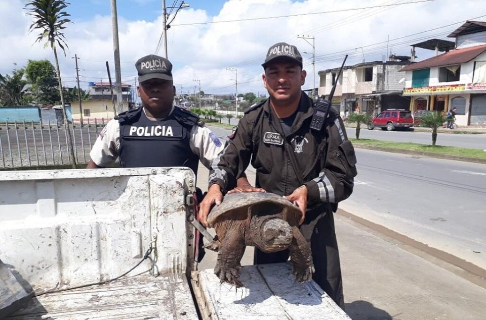A snapping turtle intercepted by Ecuador&rsquo;s environmental police during special checkpoint inspections in Santo Domingo de los Tsachilas. (Photo: Interpol)