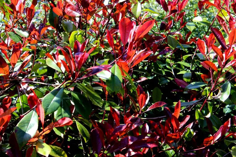 Photo showing the bright red colours on the fresh springtime shoots of a large evergreen Photinia x Fraseri 'Red Robin' shrub.