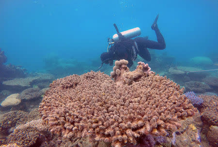 Supplied image of a scientist assessing coral mortality on Zenith Reef on the Great Barrier Reef in Australia, made available to Reuters on November 29, 2016. Andreas Dietzel/Courtesy of ARC Centre of Excellence for Coral Reef Studies/Handout via REUTERS