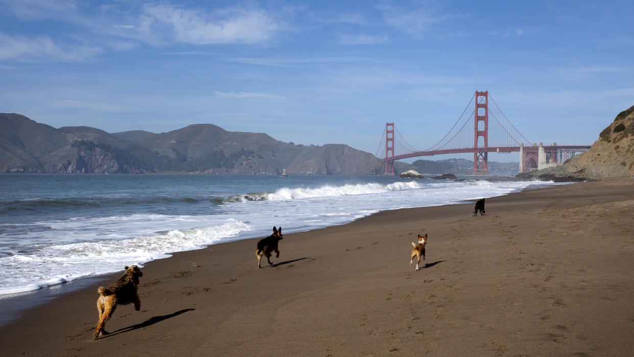 Dogs running along Baker Beach, San Francisco