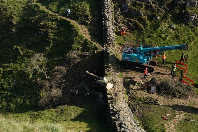 Sycamore Gap tree felled