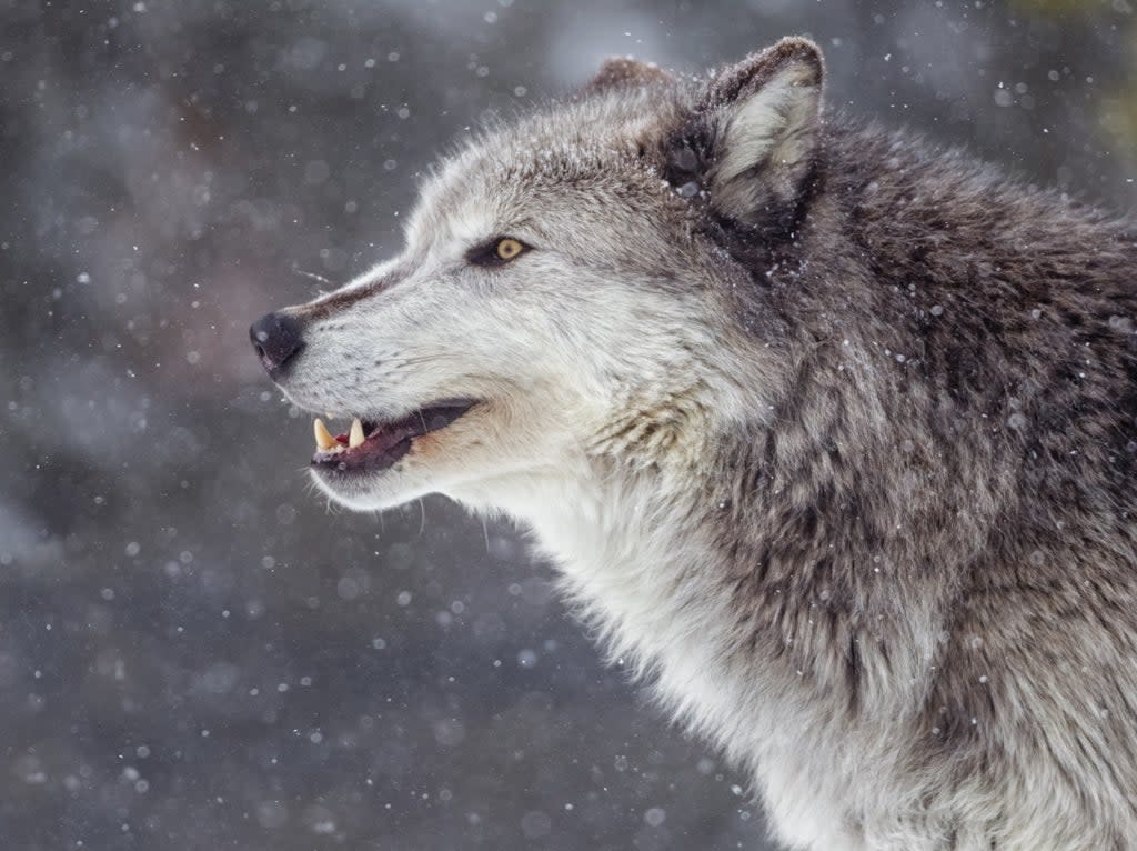 A grey wolf (Getty Images/iStockphoto)