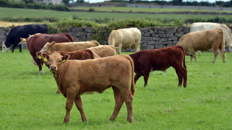Ethically raised herd of cattle 