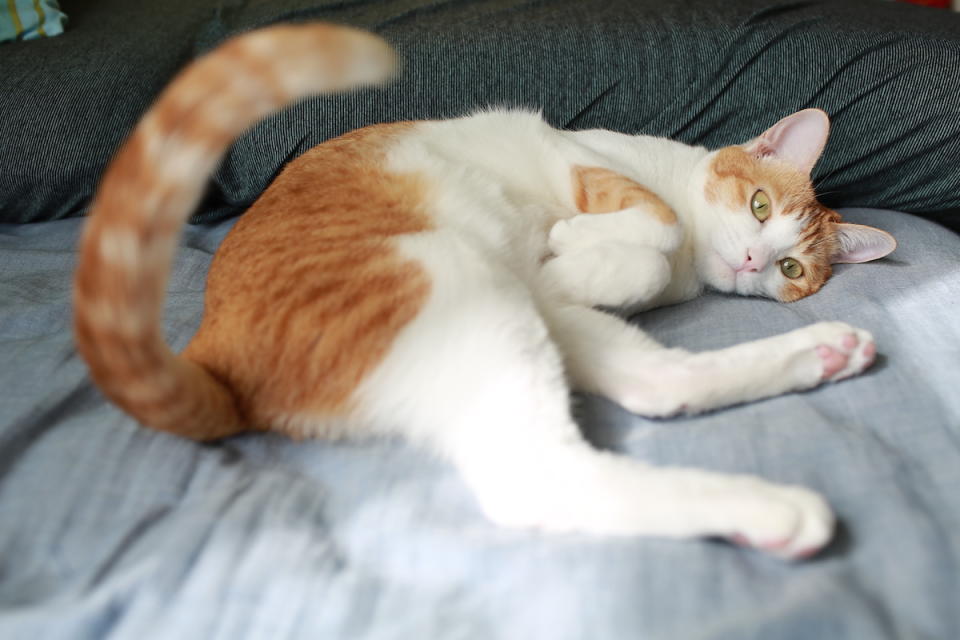 Cat laying down with tail swishing