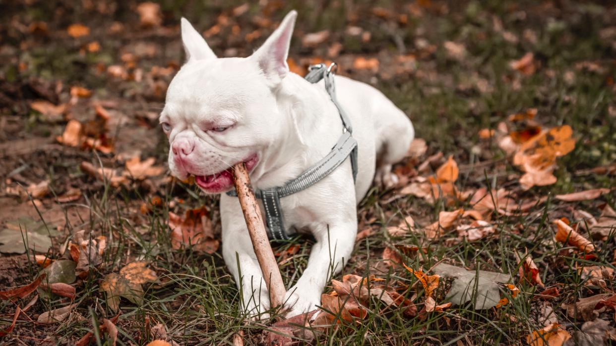 Albino dog