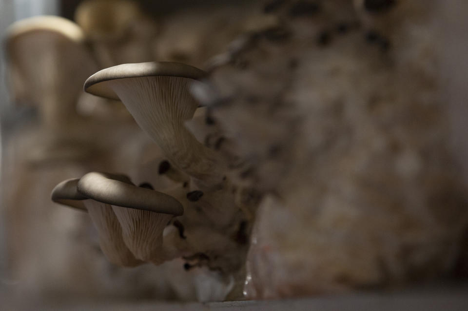 Different varieties of mushrooms grow in various substrates at Le Champignon de Bruxelles urban farm in the cellars of Cureghem in Brussels, Wednesday, Feb. 5, 2020. When the founding members of the company first tried to grow their Shiitake, Maitake and Nameko mushroom varieties using coffee grounds as a substrate, they realized the fungi much preferred organic beer waste. (AP Photo/Virginia Mayo)