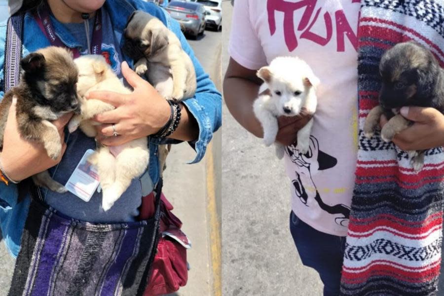 Más de 150 perritos han sido decomisados de vendedores clandestinos en las garitas de Tijuana