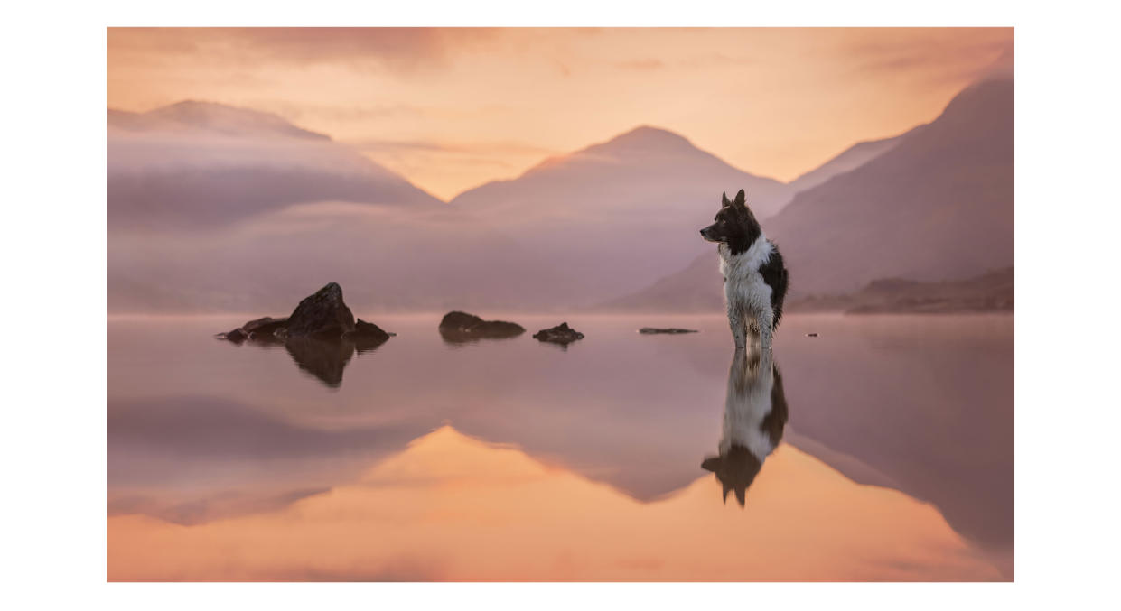  Photograph of a dog called Alfie by photographer Jess McGovern, one of the speakers at The Photography & Video Show 2024. 