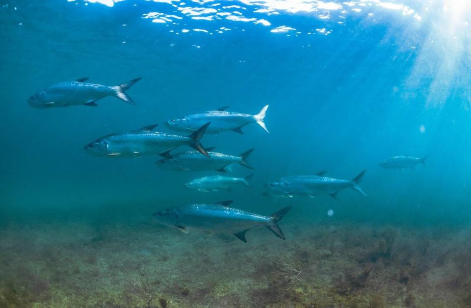 Un grupo de sábalos nadando por el agua durante una inmersión en un arrecife frente a South Beach el miércoles 29 de mayo de 2024, en Miami. Patrick Breshike y David Grieser están trabajando para proteger la zona moviendo las boyas más allá del arrecife para que los navegantes no anclen en la zona. Alie Skowronski/askowronski@miamiherald.com