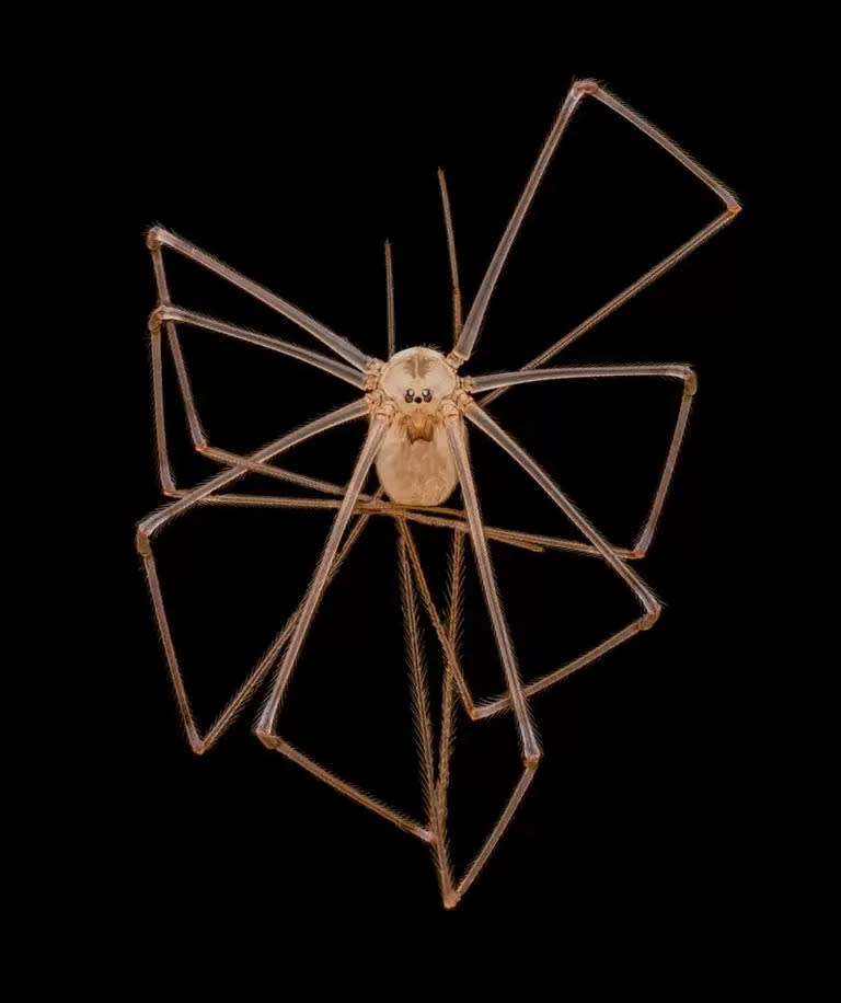 La imagen de la araña de patas largas se llevó el cuarto puesto en "las mejores 20" del concurso de Nikon