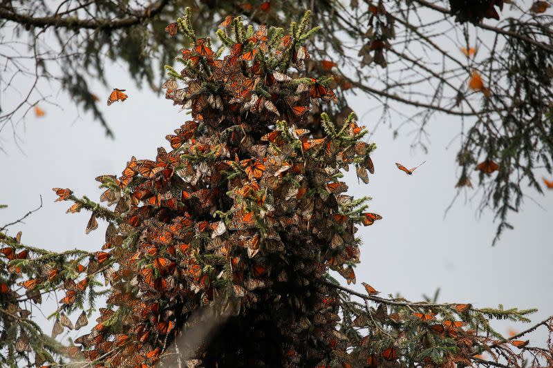 FILE PHOTO: Monarch butterflies descend on Mexican Sierra Chincua butterfly sanctuary in Michoacan