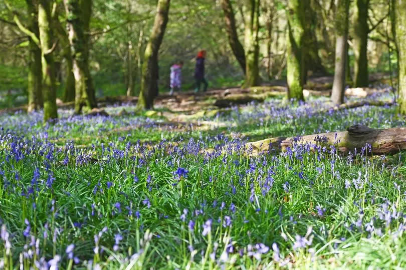 Bluebells in foreground as people walk past in background