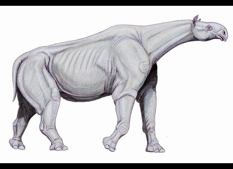 The hornless rhinoceros-like creatures of this genus were the largest land mammals of all time.