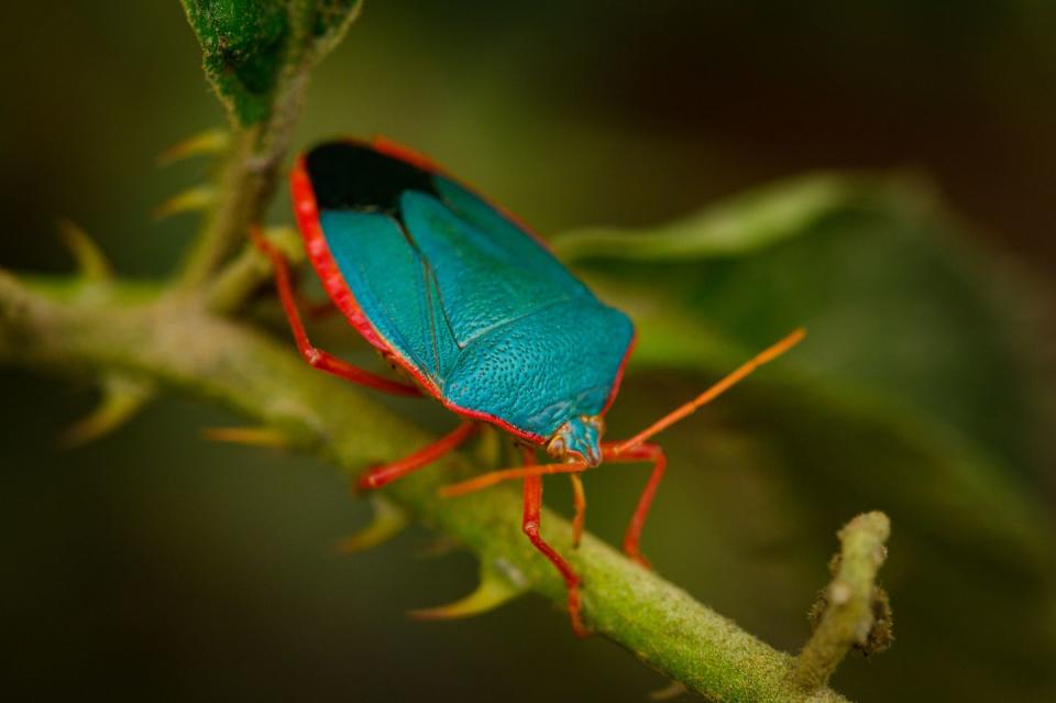 Blue Stink Bug