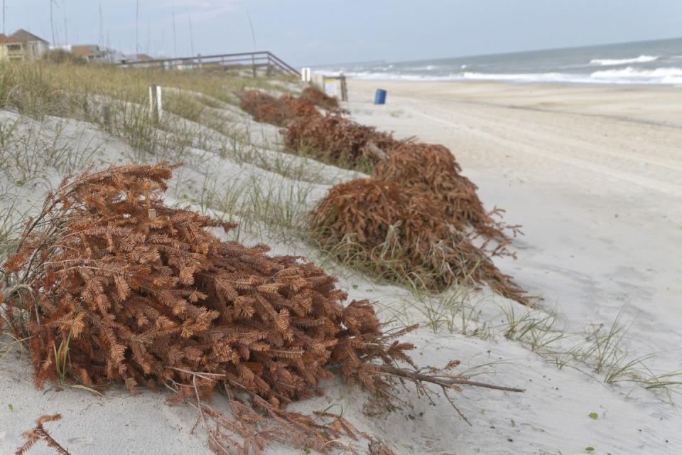 6) Dune Restoration