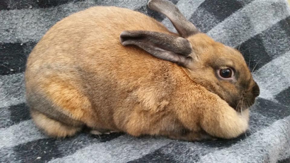 rabbit breeds cinnamon