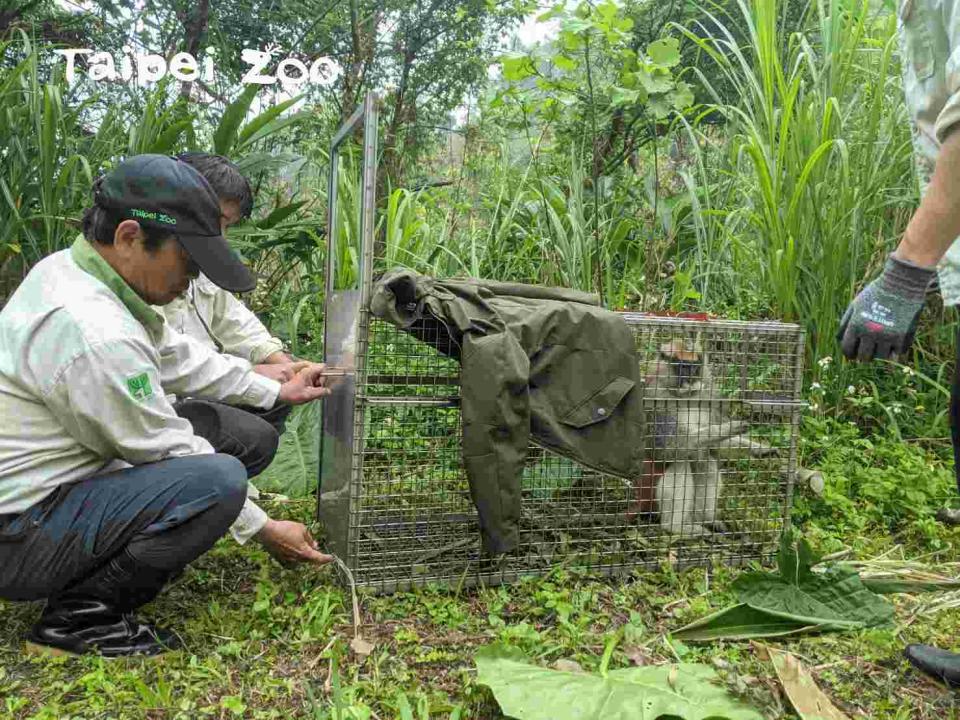 保育員巡視時發現紅猴「男道」，立即呼叫同仁前來協助（台北市立動物園）