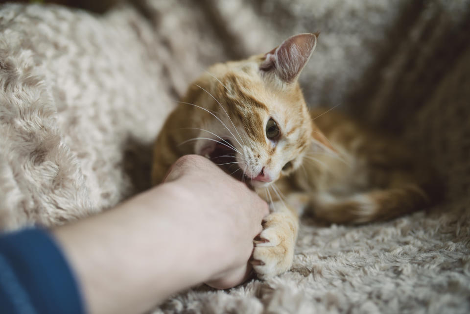 Vor allem junge Katzen verpassen einem schon mal einen Kratzer (Bild: Getty Images)