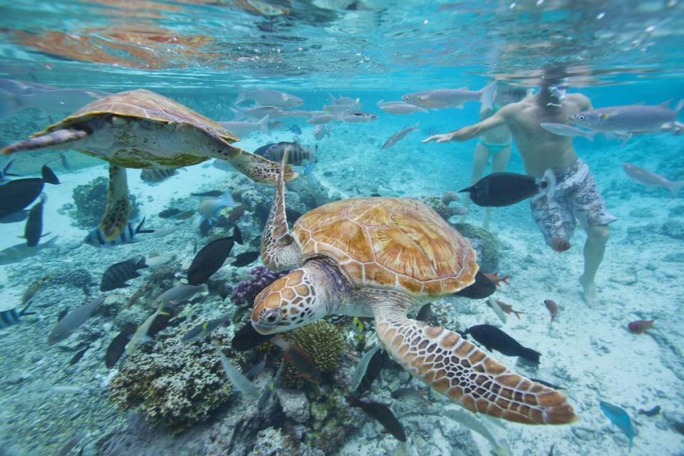 Bañistas y tortugas marinas en Bora Bora, Polinesia Francesa.