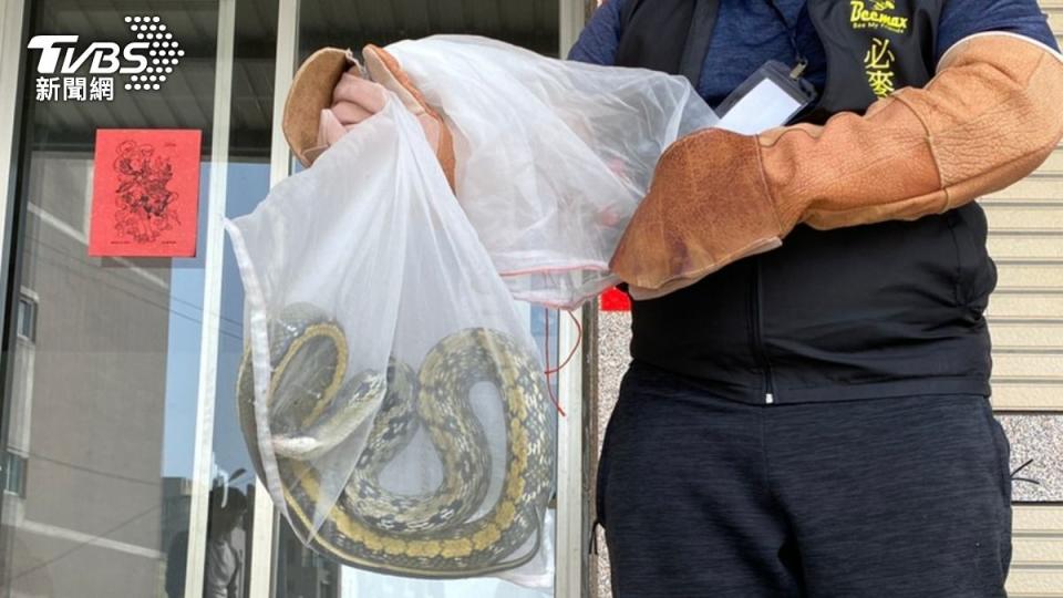 農業局委外廠商提供24小時抓蛇服務。（圖／TVBS）