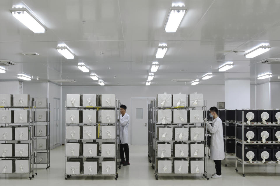 This July 13, 2019 photo provided by Guangzhou Wolbaki Biotech shows containers where adult Aedes albopictus mosquitoes are being raised at the company's lab in Guangzhou, China. Researchers zapped the insects with a small dose of radiation and infected them with a virus-fighting bacterium called Wolbachia. Males and female mosquitoes with different types of Wolbachia won’t have young that survive. So researchers intentionally infect males with a strain not found in the area and then release the insects. (Guangzhou Wolbaki Biotech via AP)